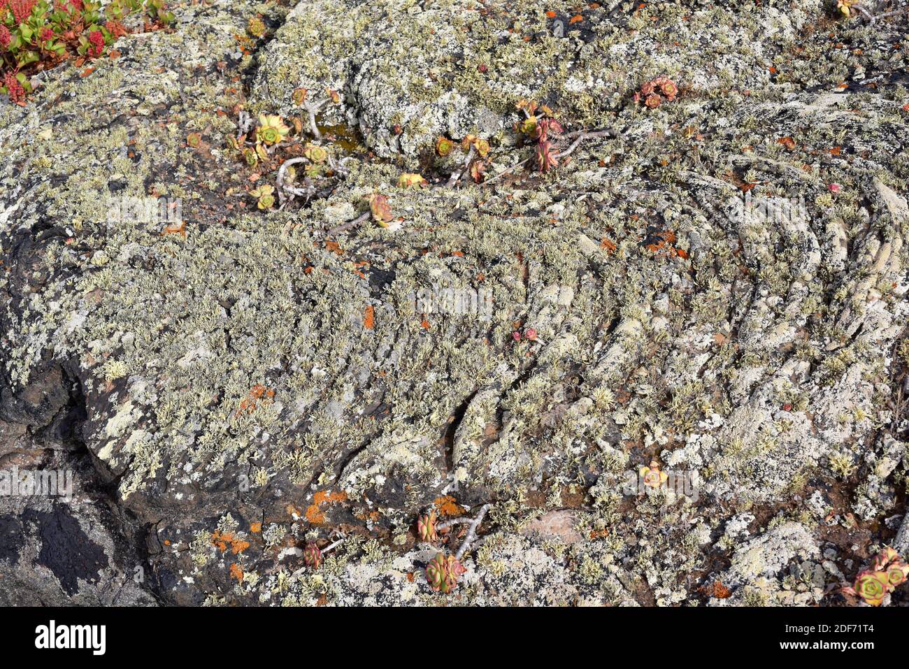 Pahoehoe o flujo de lava cerca de Masdache, Isla de Lanzarote, Islas Canarias, España. Foto de stock