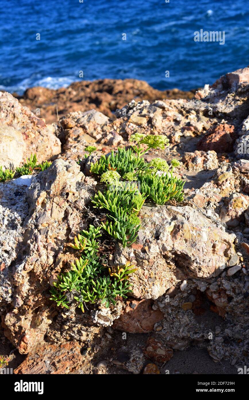 El hinojo de mar, el zafiro de roca o el zafiro (Crithmum maritimum) es una hierba perenne nativa de las costas de la cuenca mediterránea y de las costas de Europa occidental. Es Foto de stock