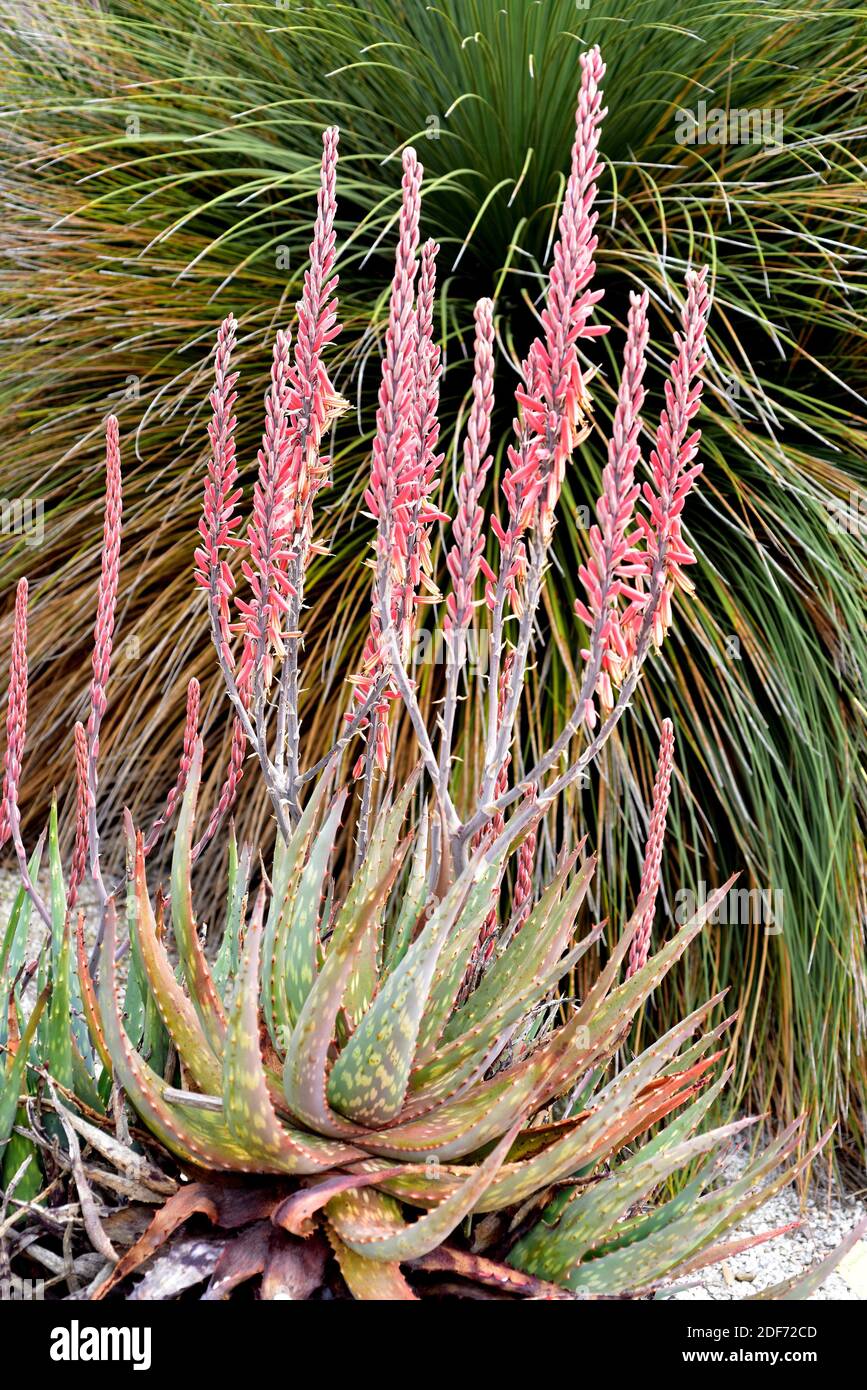 Aloe esculenta es una planta medicinal suculenta nativa del sur de África. Foto de stock