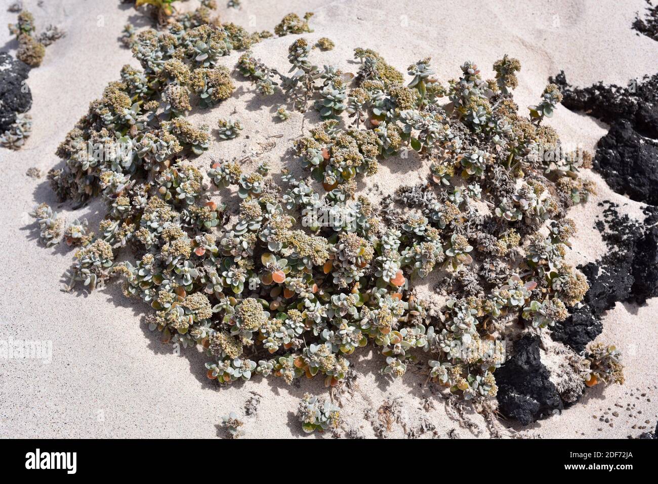 Saladillo Fotos E Imagenes De Stock Alamy