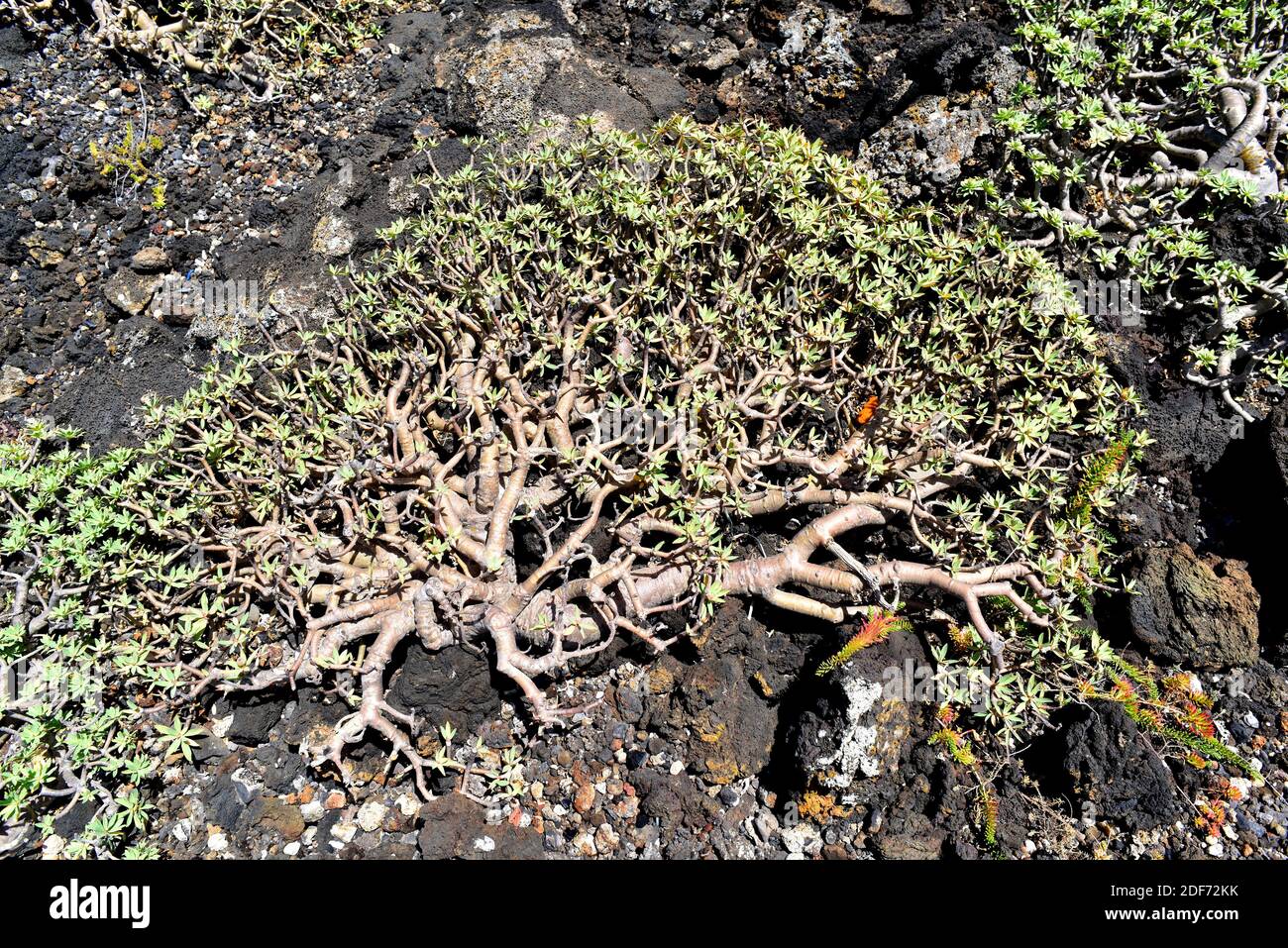 Balsam spurge (Euphorbia balsamifera) es un arbusto nativo de las Islas Canarias, el norte de África y Arabia saudita. Esta foto fue tomada en Lanzarote Foto de stock