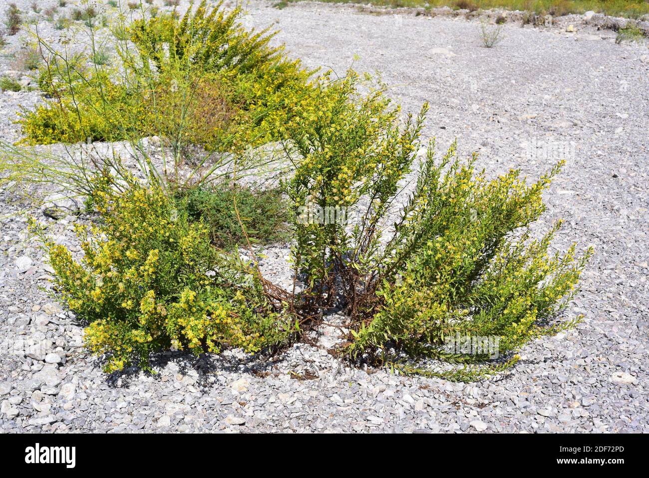El falso yellowhead o el fleabano pegajoso (Dittrichia viscosa o Inula viscosa) es una planta perenne nativa de la cuenca mediterránea. Esta foto fue tomada Foto de stock