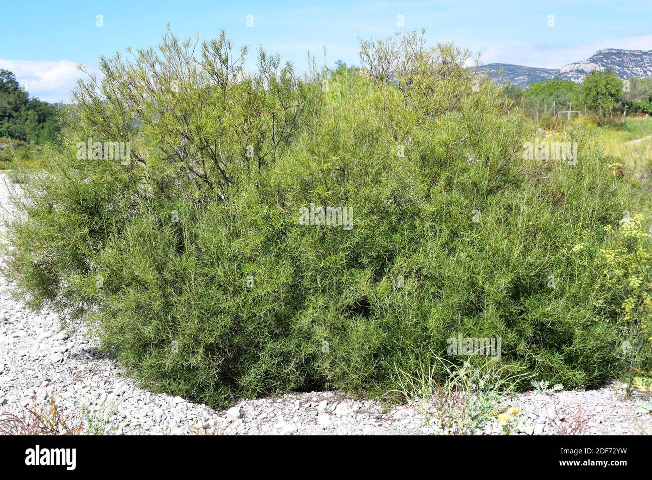 El sauce o sauce de romero (Salix eleagnos) es un arbusto grande y