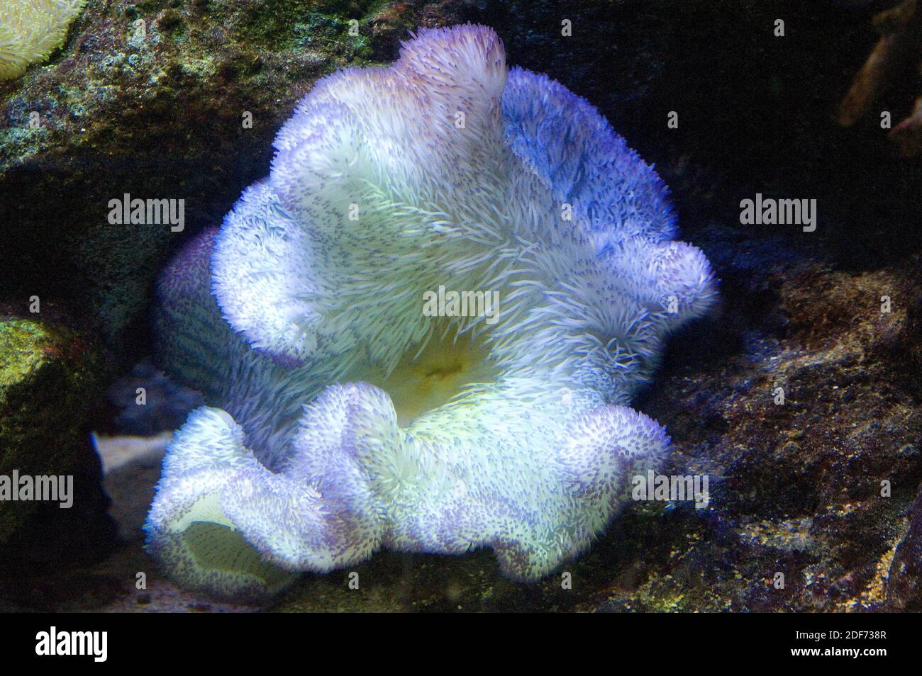 El coral Elegance (Catalaphyllia jardinei) es un coral pedregoso. Foto de stock