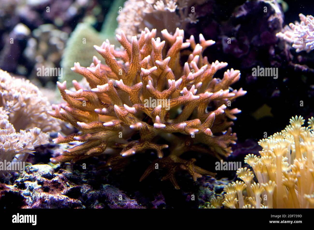 El coral de cuerno de Staghorn (Acropora cervicornis) es un coral pedregoso nativo de los mares tropicales. Cnidaria. Anthozoa. Acroporidae. Esta foto fue tomada en cautiverio. Foto de stock