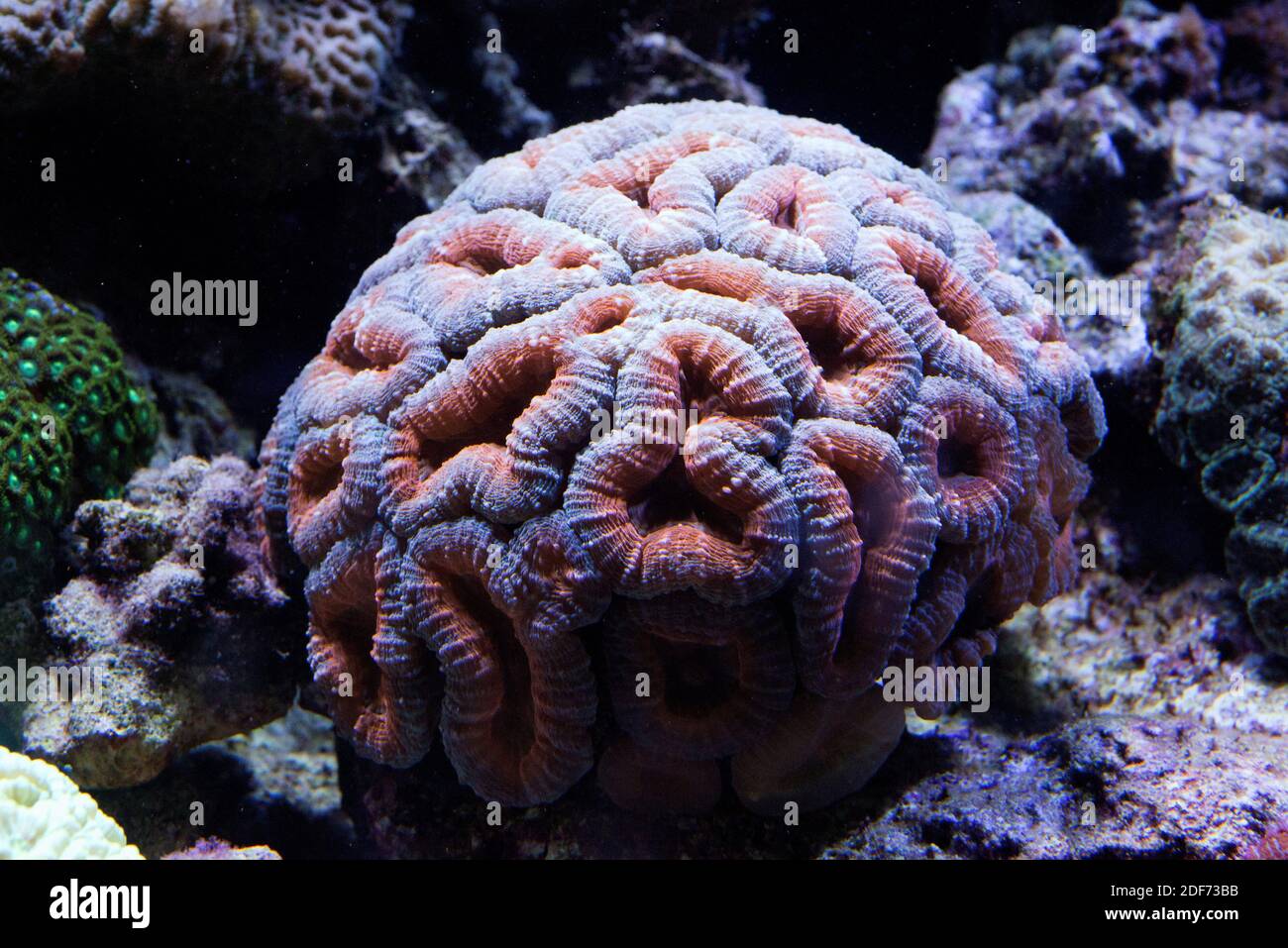 Favia sp. Es un género de corales pétreos masivos. Foto de stock