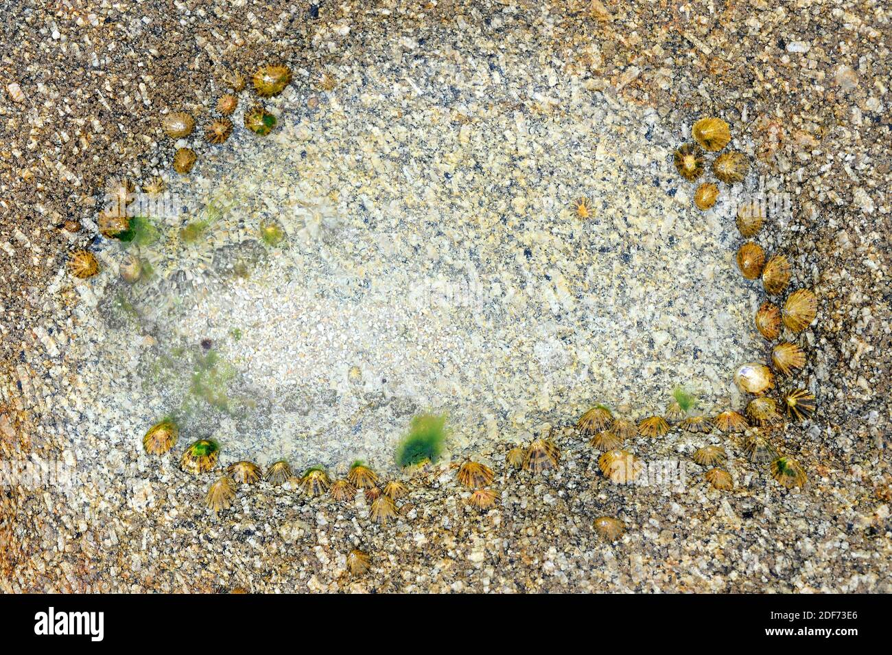 El limpet común (Patella vulgata) es un molusco marino comestible. Esta foto ha sido tomada en la costa de Bretaña, Francia. Foto de stock