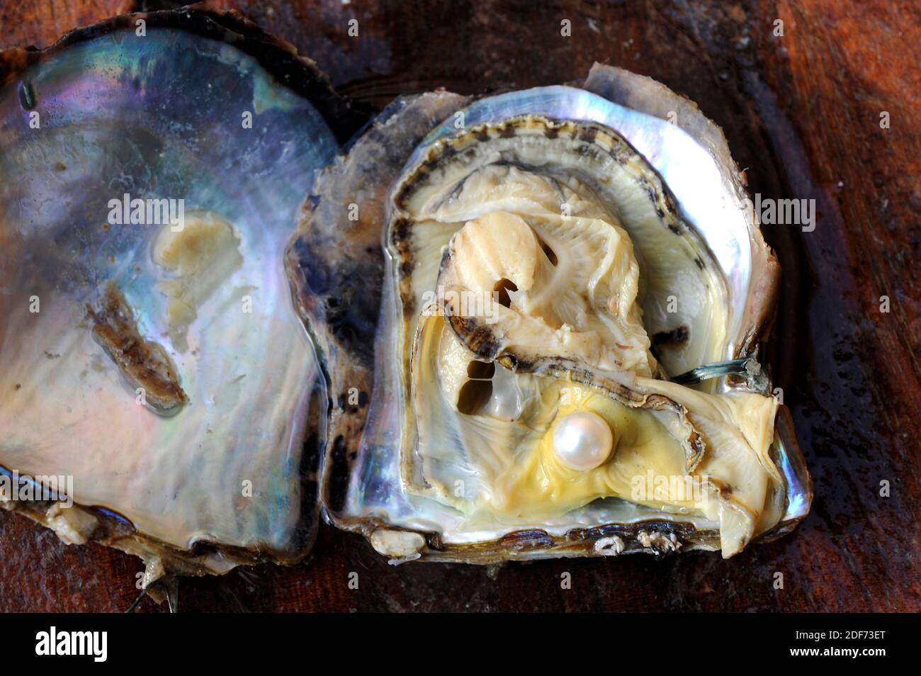 Ostra de perlas Akoya (Pinctada fucata). Abra el bivalvo con la ostra. Foto de stock