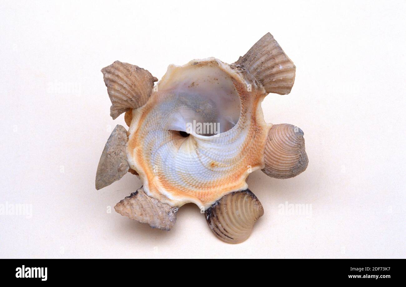 La concha de caracol mediterránea (Xenophora crispa) es un caracol marino que fija otras conchas en su esqueleto. Foto de stock