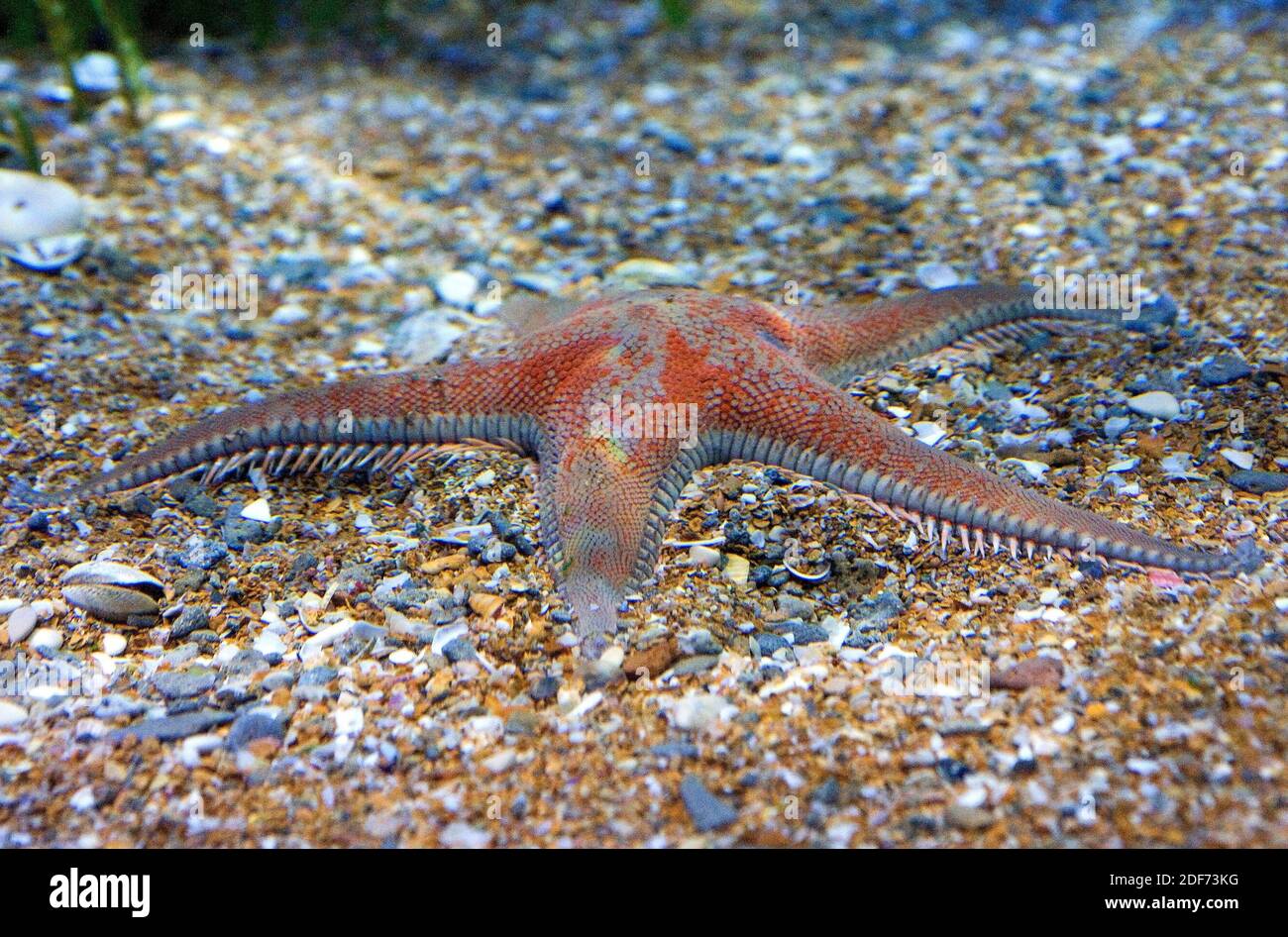 La estrella roja del peine (Astropecten aranciacus) es una estrella nativa del mar Mediterráneo y del Atlántico oriental. Foto de stock
