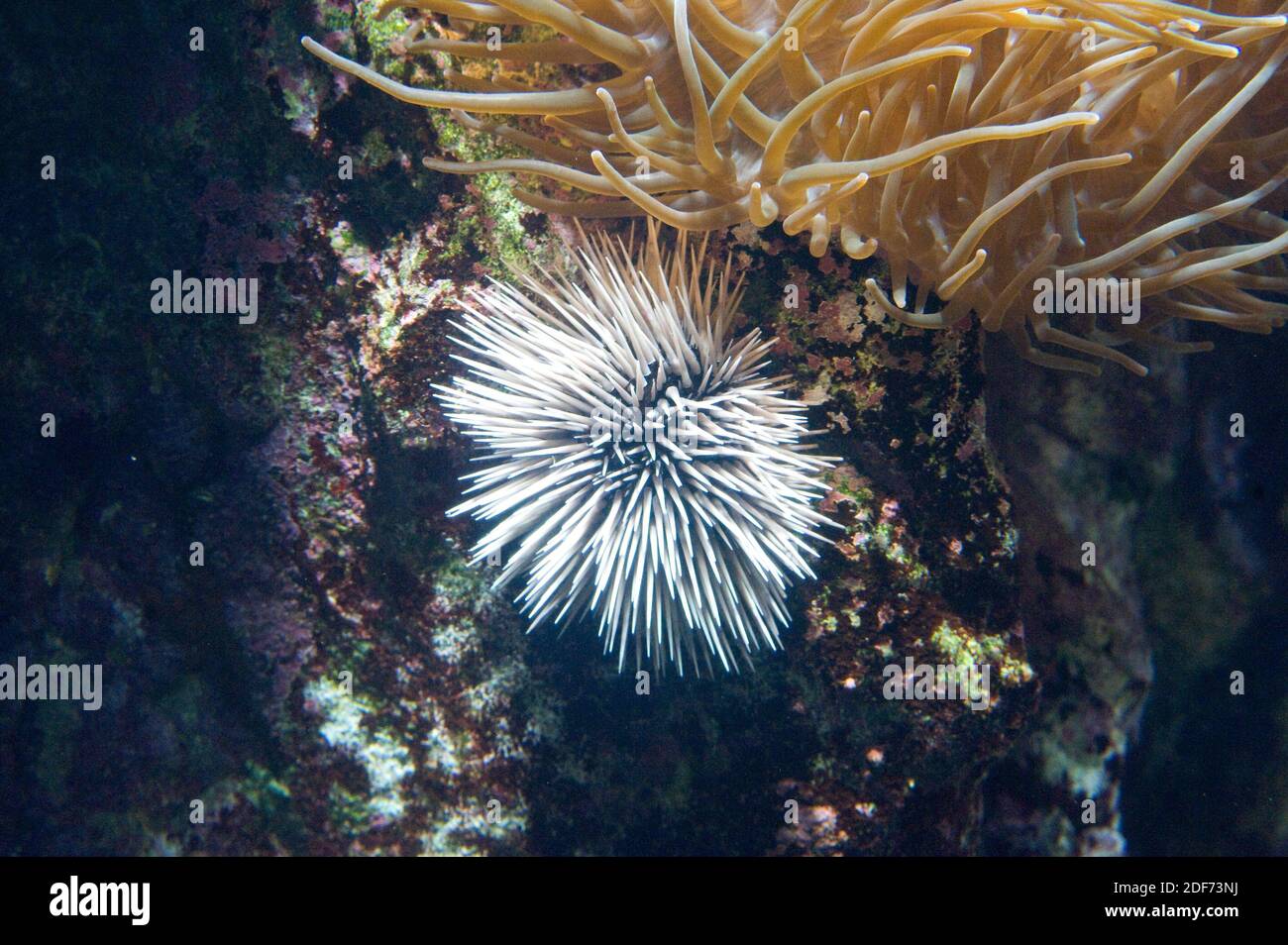 El erizo de madriguera (Echinometra mathaei) es un erizo de mar nativo de la región del Indo-Pacífico. Foto de stock