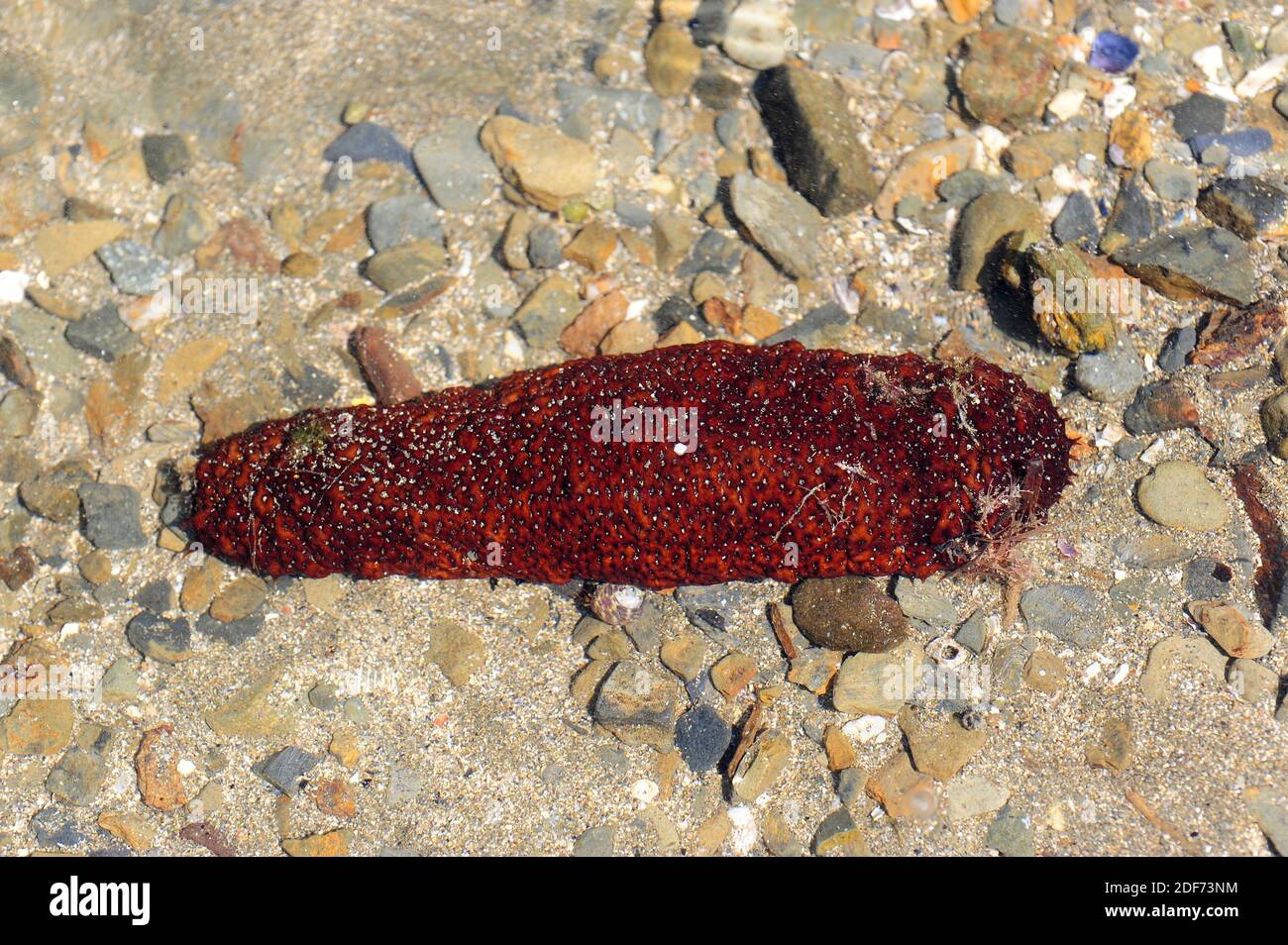 El pepino tubular (Holothuria tubulosa) es una especie de pepino de mar que se alimenta de detritus y plancton. Esta foto fue tomada en Cap Creus, Girona Foto de stock