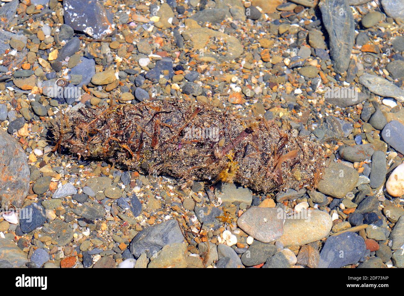 El pepino tubular (Holothuria tubulosa) es una especie de pepino de mar que se alimenta de detritus y plancton. Espécimen críptico cubierto con restos de Foto de stock