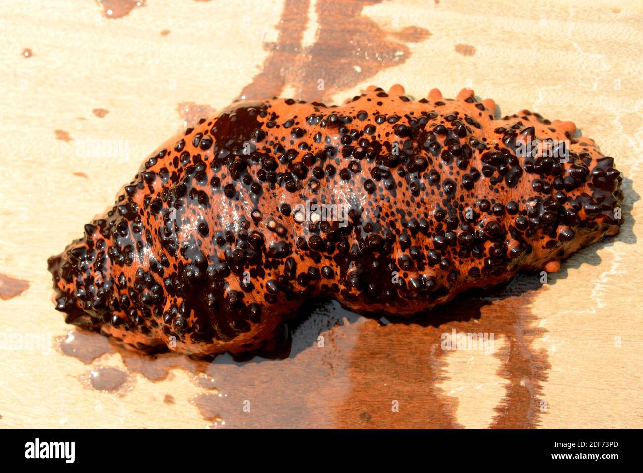 El pepino de chocolate (Isostichopus badionotus) es un pepino de mar nativo de las aguas tropicales del Océano Atlántico. Esta foto fue tomada en Paraty Foto de stock