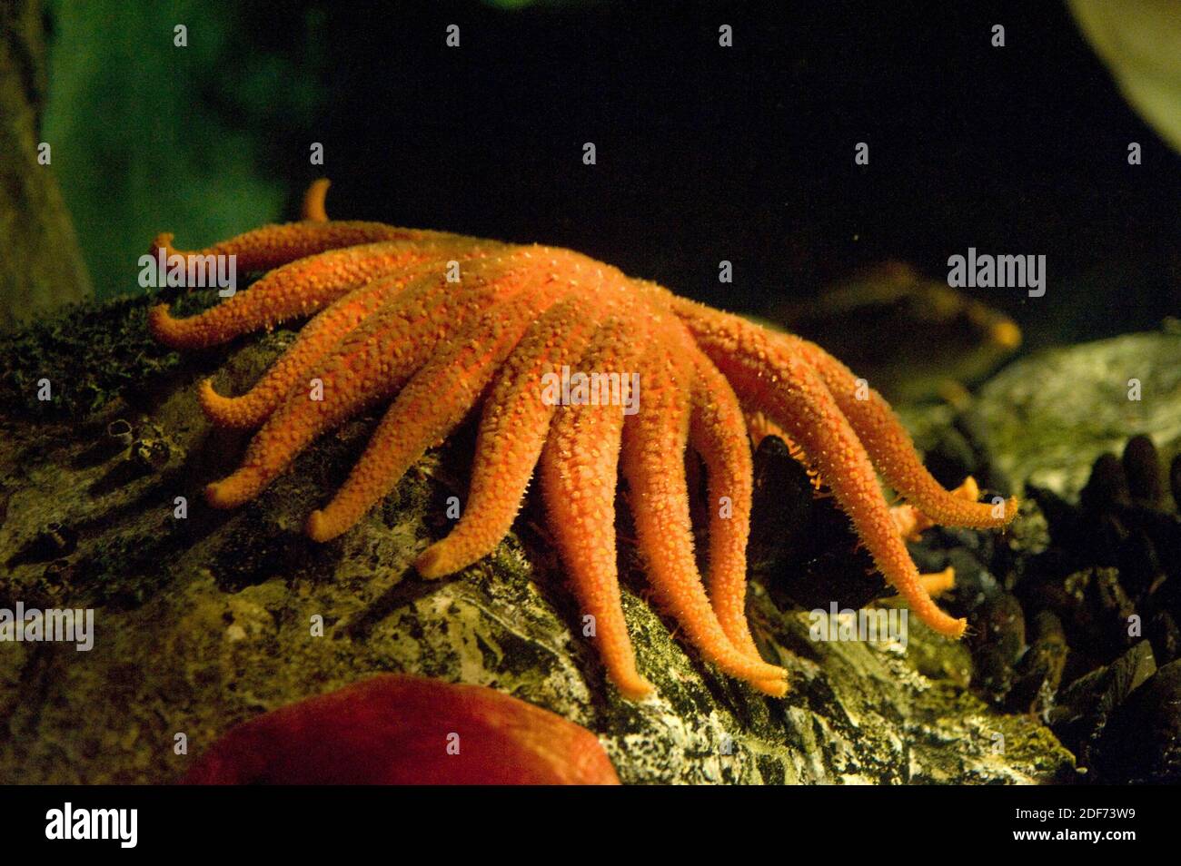 La estrella del mar del girasol (Pycnopodia helianthoides) es una estrella grande del mar con 16 a 24 brazos. Foto de stock
