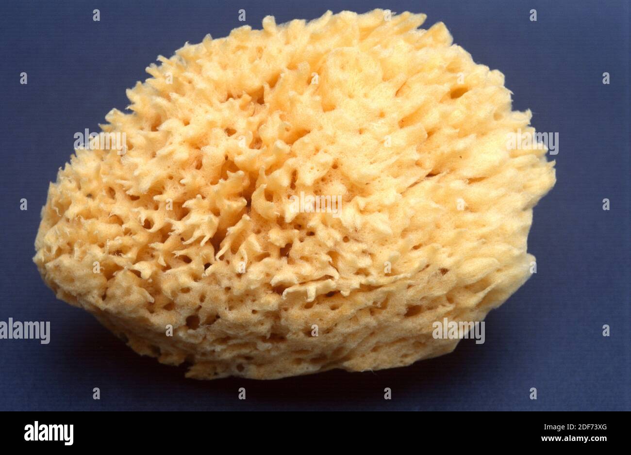 Esponja de baño fotografías e imágenes de alta resolución Alamy