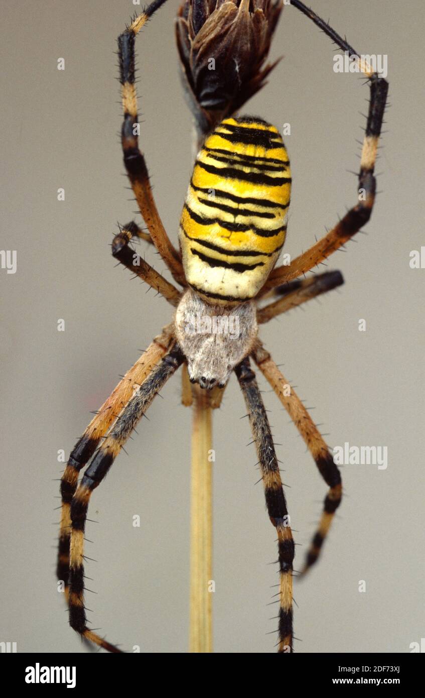 Araña avispa (Argiope bruennichi) lado dorsal. Foto de stock