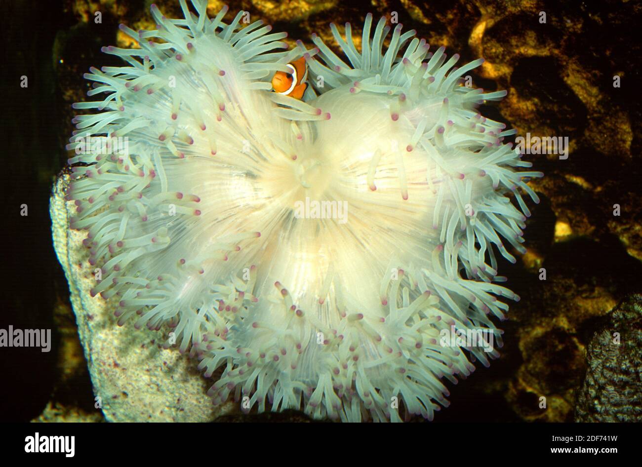 La anémona de la alfombra gigante (Stichodactyla gigantea) es un coral suave. Foto de stock