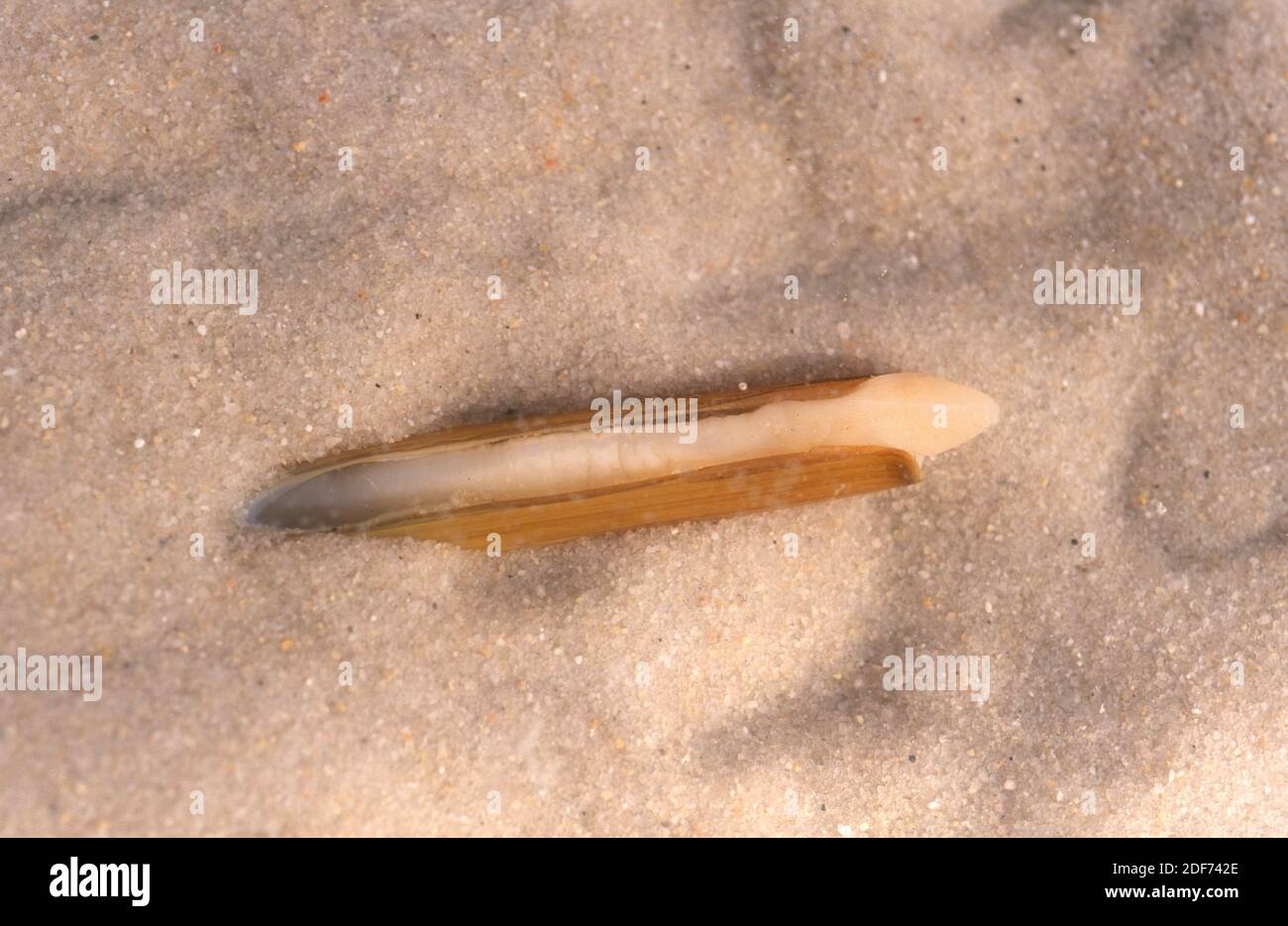 La navaja de afeitar (Ensis siliqua) es un molusco bivalvo comestible. Foto de stock