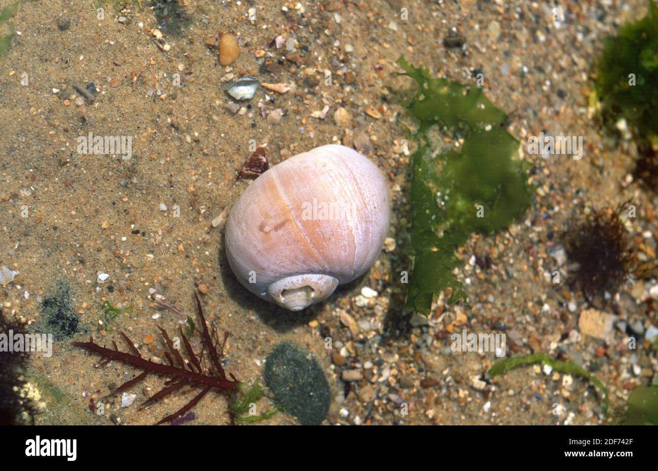 El caracol grande (Euspira catena o Natica catena) es un caracol marino carnívoro. Foto de stock