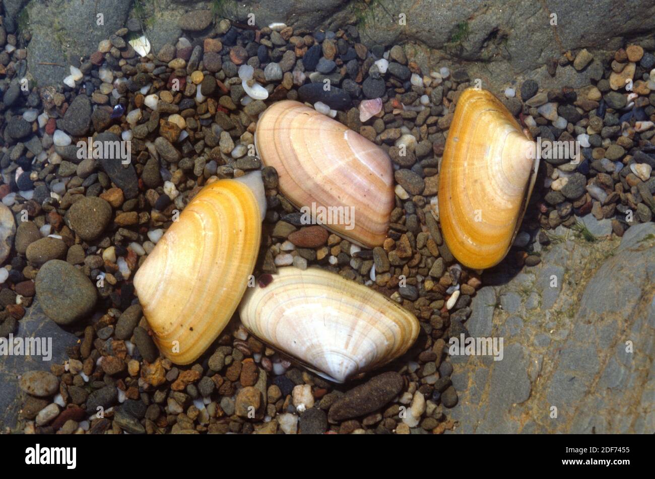 El almeja de cuña (Donax trunculus) es un molusco bivalvo comestible. Foto de stock