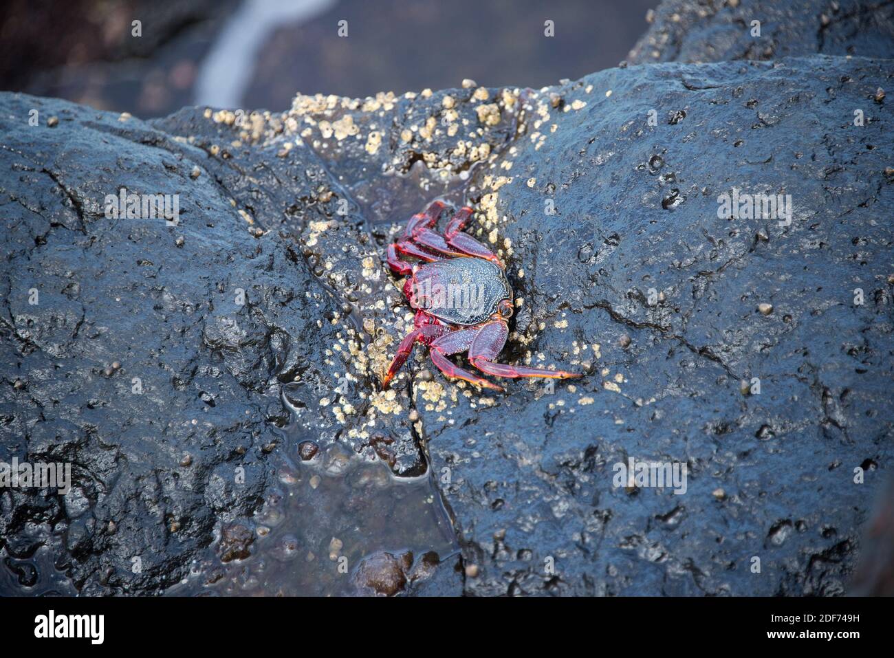 Cangrejo rojo (Grapsus adscensionis) es un cangrejo nativo de las islas Macaronesia. Esta foto fue tomada en la Isla de la Palma, Islas Canarias, España. Foto de stock
