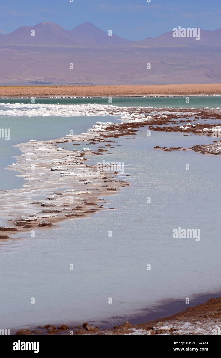 Estromatolitos o estromatolitos en la laguna de Tebenquiche, desierto