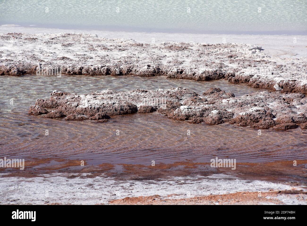 Estromatolitos o estromatolitos en la laguna de Tebenquiche, desierto