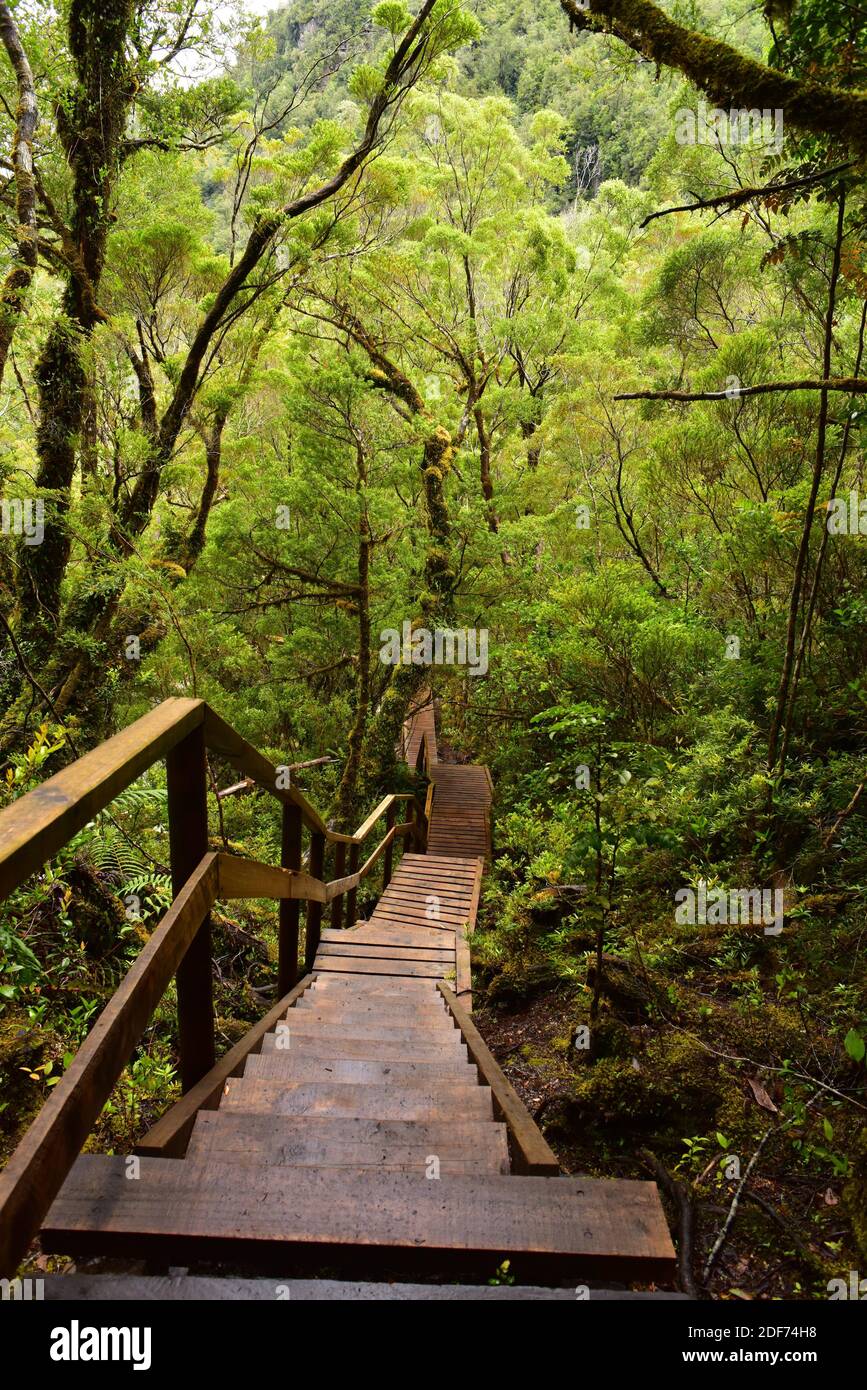Bosque templado Valdiviano. Parque Nacional Alerce Andino. Pasarela de madera. Región de los Lagos. Chile. Foto de stock