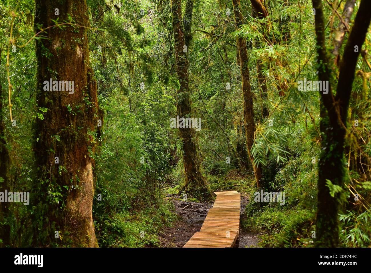 Bosque templado Valdiviano. Parque Nacional Alerce Andino. Pasarela de madera. Región de los Lagos. Chile. Foto de stock