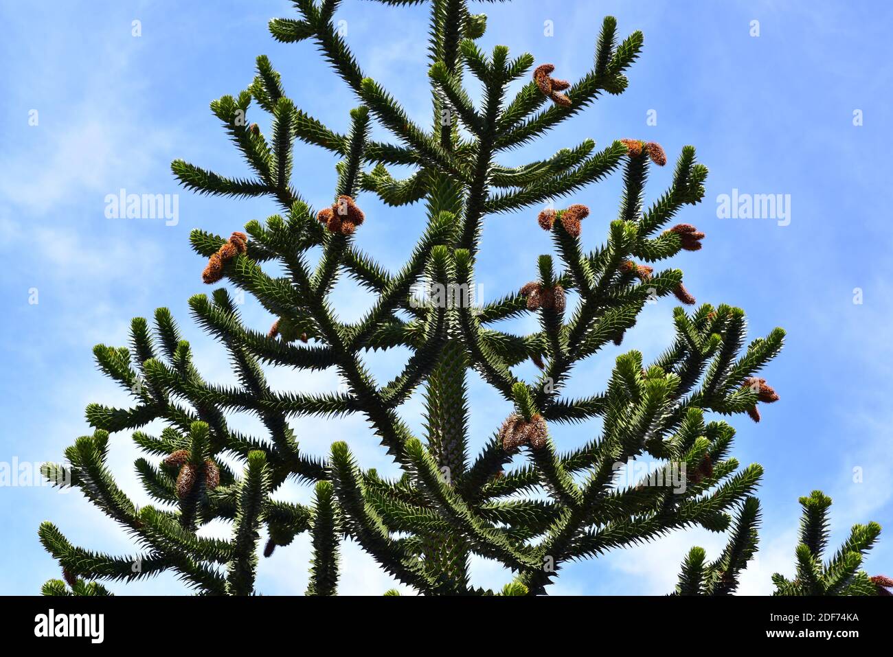 Pehuen, árbol de rompecabezas de monos o pino chileno (Araucaria araucana) es un árbol perenne endémico de los Andes en el centro-sur de Chile y el oeste Foto de stock