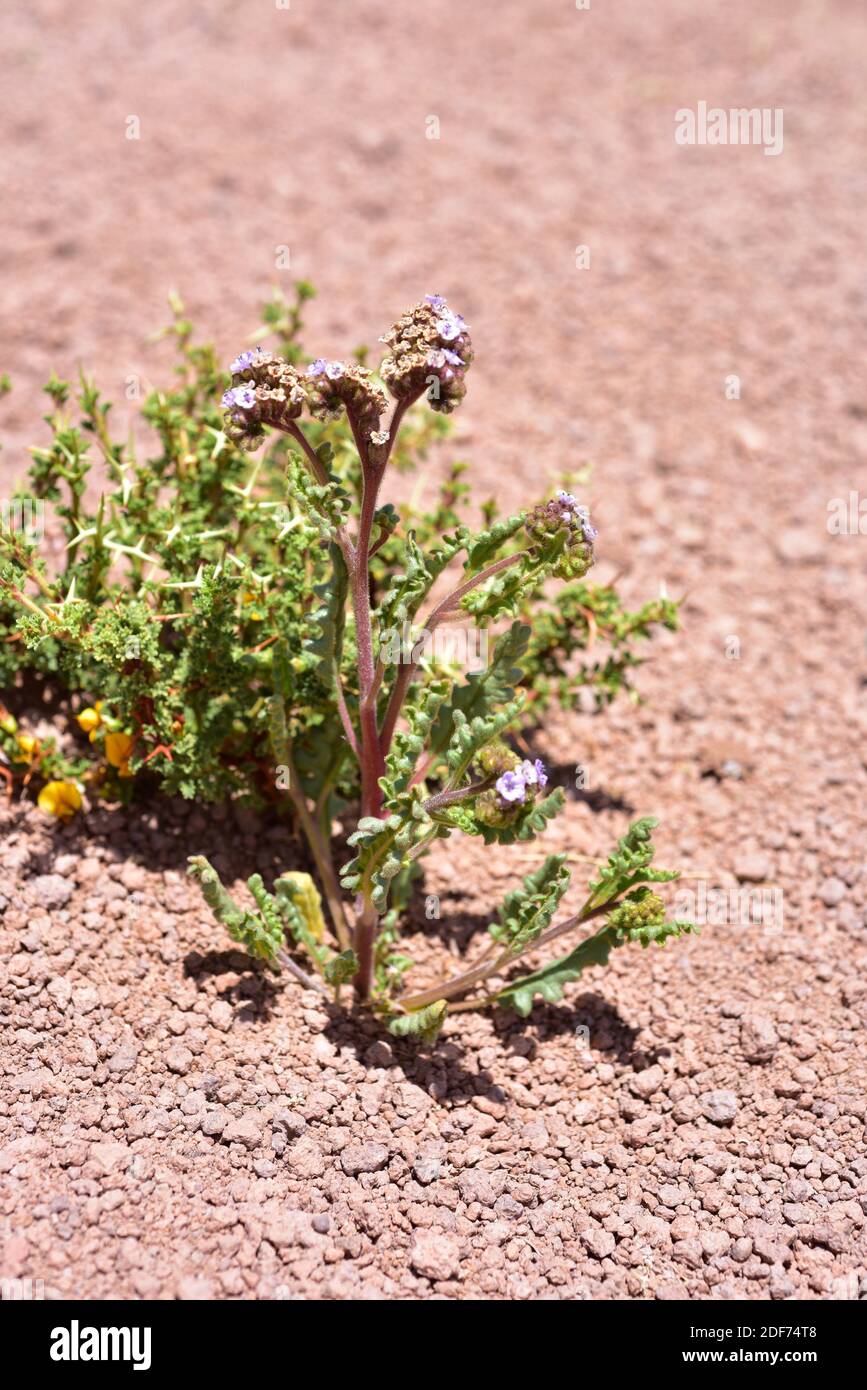 Phacelia setigera es una planta herbácea nativa del norte de Chile y Argentina. Esta foto fue tomada en la pradera de Puna, Chile. Foto de stock