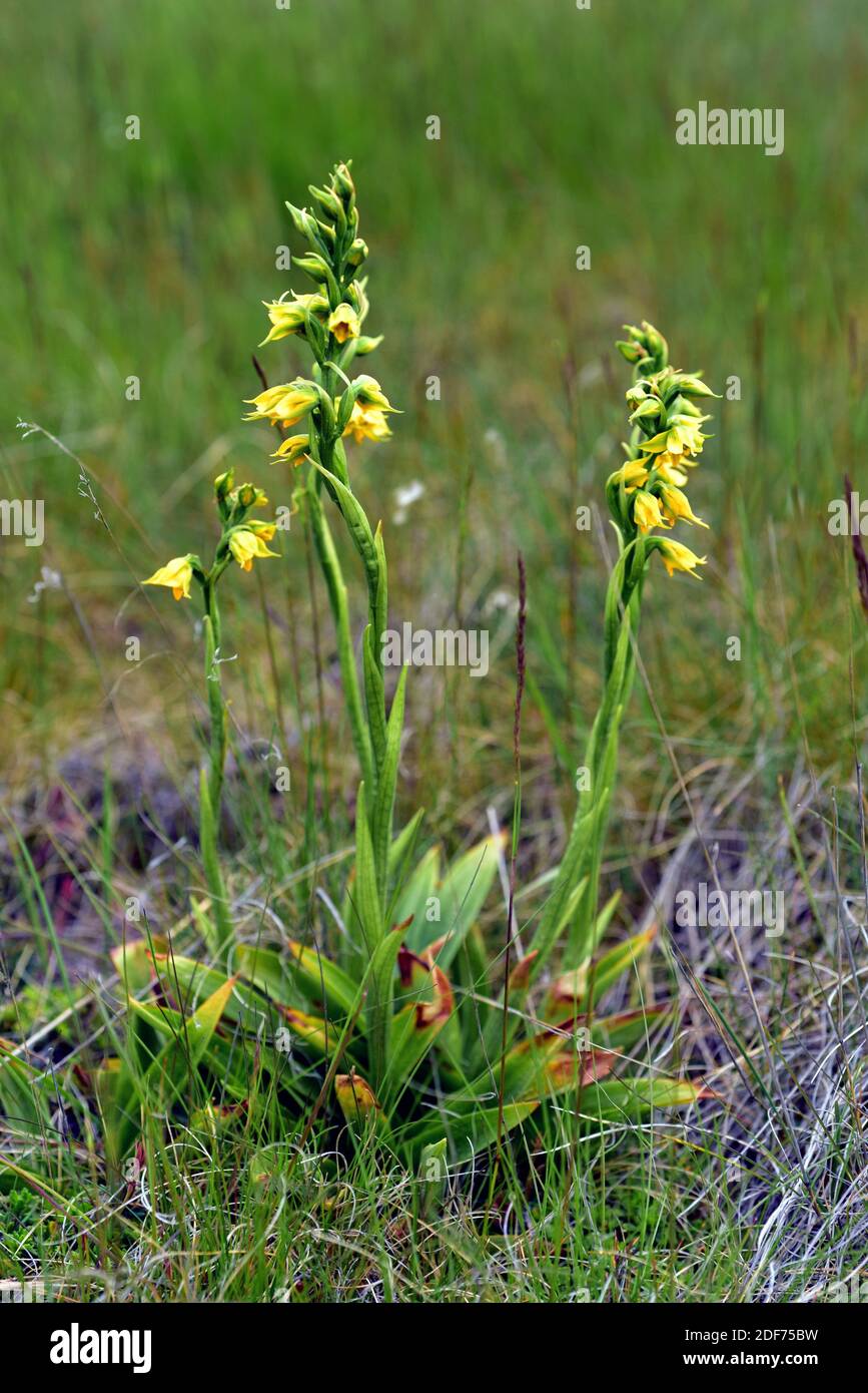 Gavilea littoralis es una hierba perenne nativa de la Patagonia