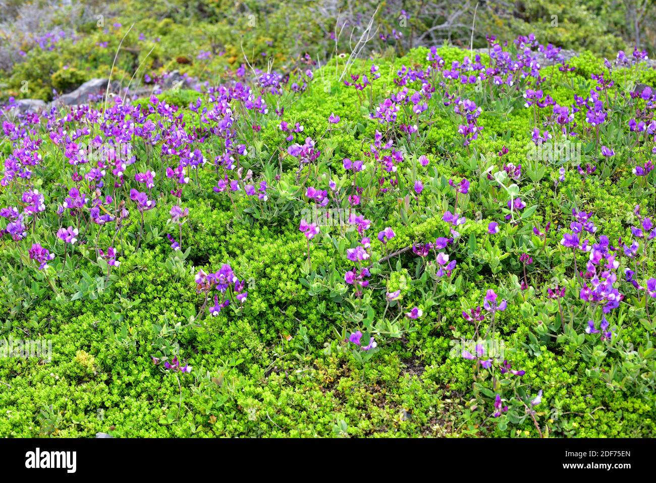 El guisante de Cabo de Hornos o el guisante de Señor Anson (Lathyrus magellanicus) es una hierba perenne nativa de América del Sur. Esta foto fue tomada en Torres del Paine Foto de stock