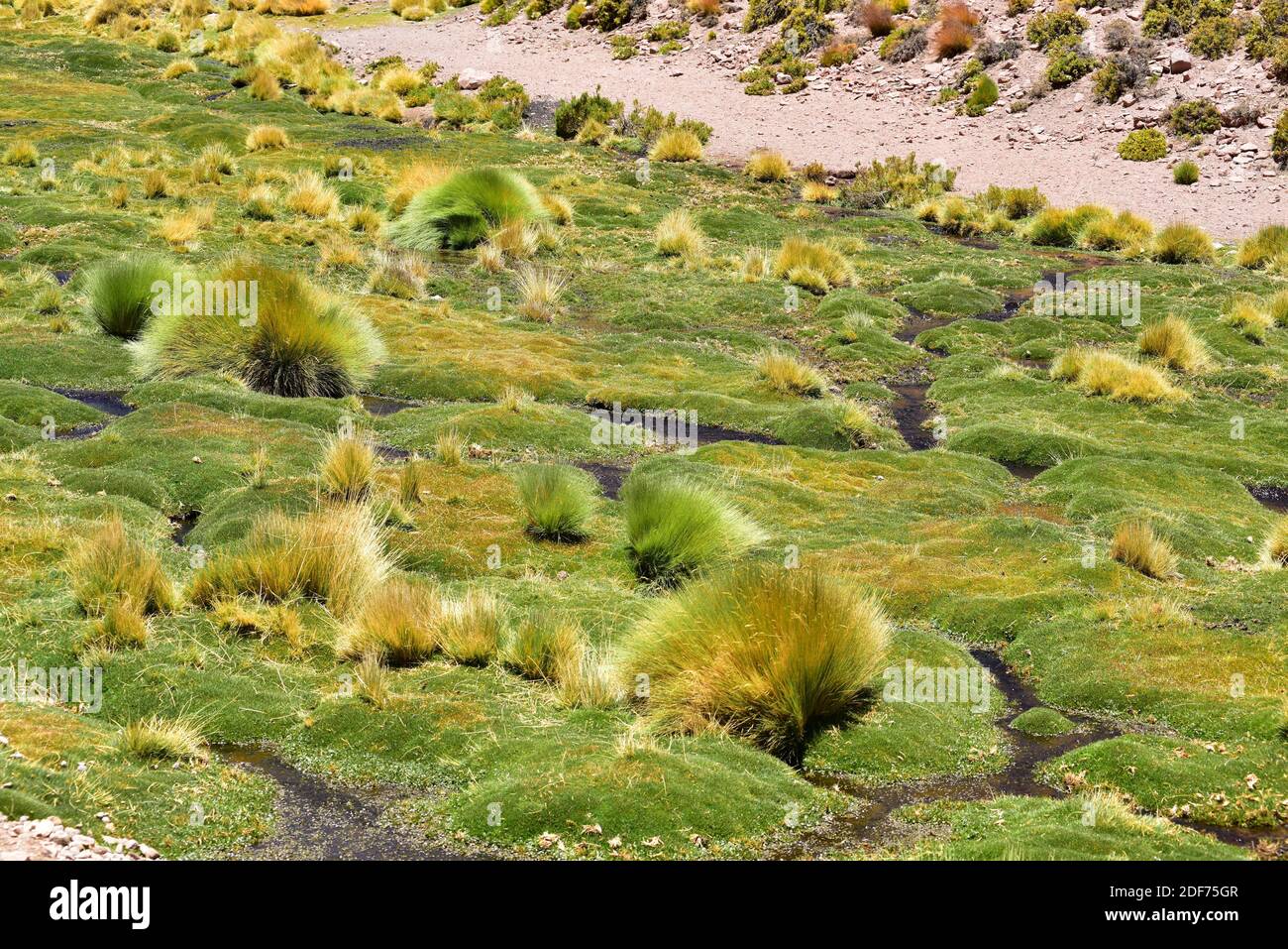El bofedal es una especie de humedal que se encuentra en los Andes de Bolivia, Chile y Perú. Este ecosistema está dominado por plantas de Juncaceae como Distichia muscoides y. Foto de stock