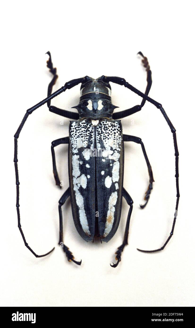Batocera lineolata es un escarabajo longorado nativo de Asia oriental. Foto de stock