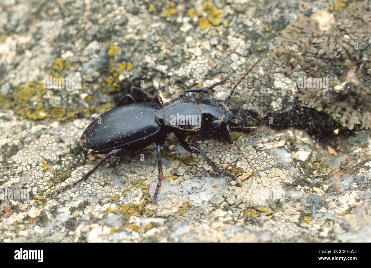 El escarabajo de la tierra (Broscus cephalotes) es un insecto nativo de Europa. Foto de stock