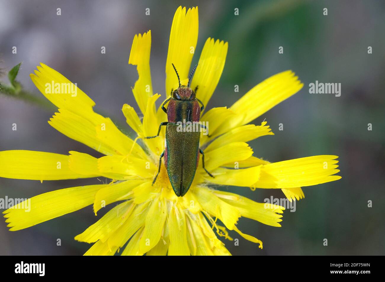 Anthaxia hungarica es un escarabajo polifago nativo de Europa. Esta foto fue tomada en la montaña de Montserrat, provincia de Barcelona, Cataluña, España. Foto de stock