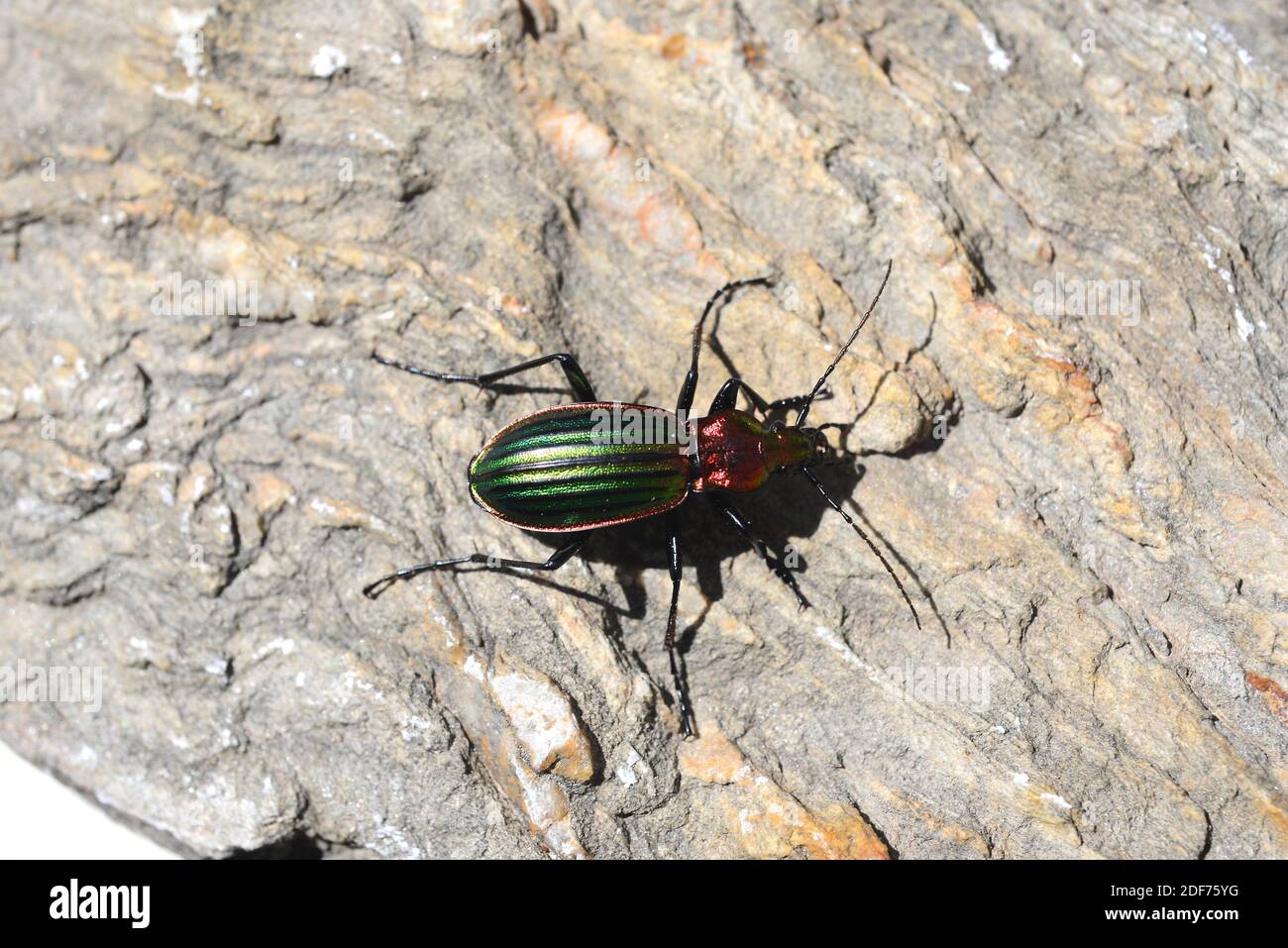 Carabus nitens es un escarabajo de tierra nativo de Europa. Foto de stock