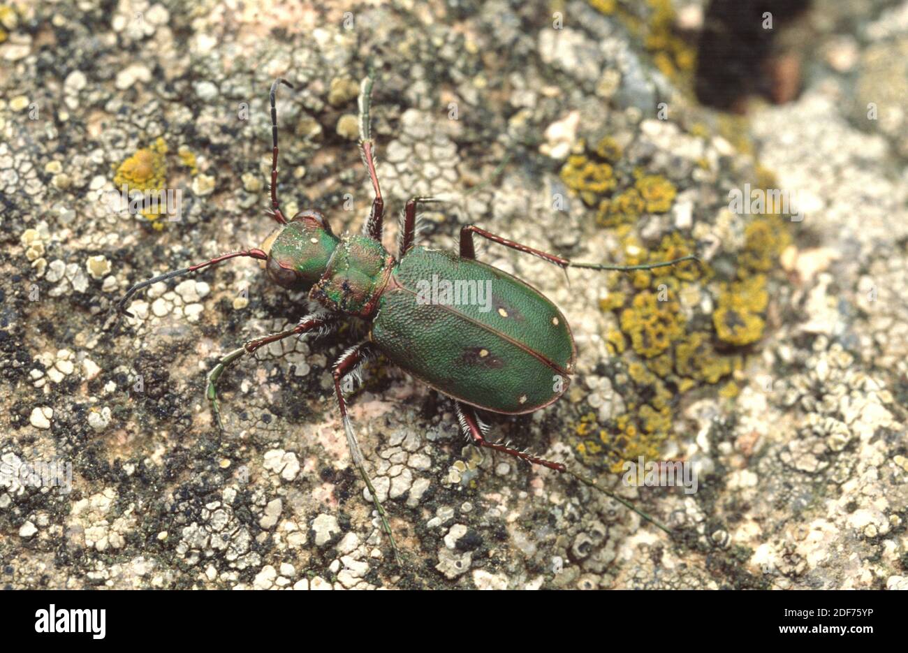 El escarabajo de tigre verde (Cicindela campestris) es un escarabajo de tierra nativo de Europa. Foto de stock