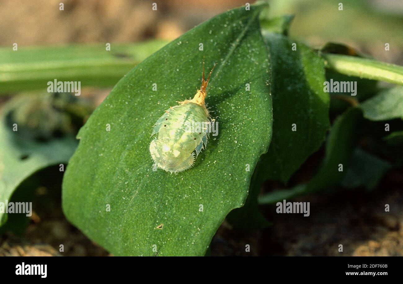La ninfa de escarabajo verde (Cassida viridis) es un insecto nativo de Europa, el norte de África y el cercano Oriente. Foto de stock