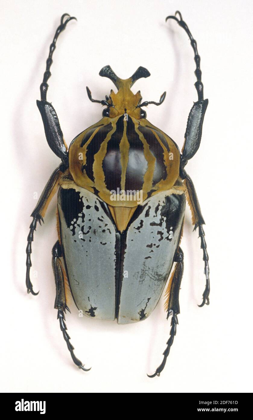 Jefe goliat (Goliathus cacicus) macho. Este escarabajo es nativo de África occidental central. Foto de stock