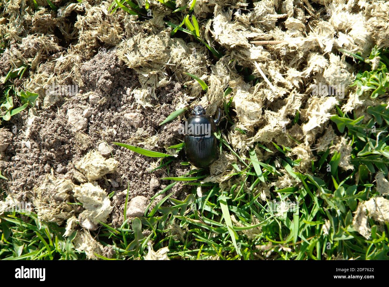 El escarabajo de estiércol (Geotrabes stercorarius) es un escarabajo coprofago nativo de Europa y Oriente próximo. Foto de stock
