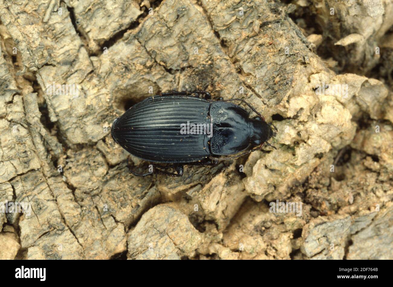Pterostichus melanarius es un escarabajo terrestre nativo de Europa. Foto de stock