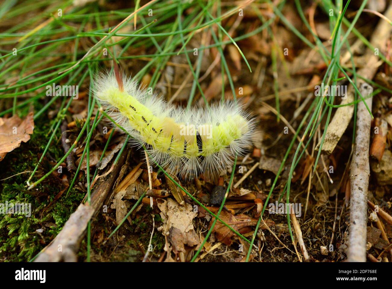 El colmillo pálido (Callitera pudibunda) es una polilla nativa de Eurasia. Caterpillar; esta foto fue tomada en la Reserva de la Biosfera de Montseny, provincia de Barcelona, Foto de stock