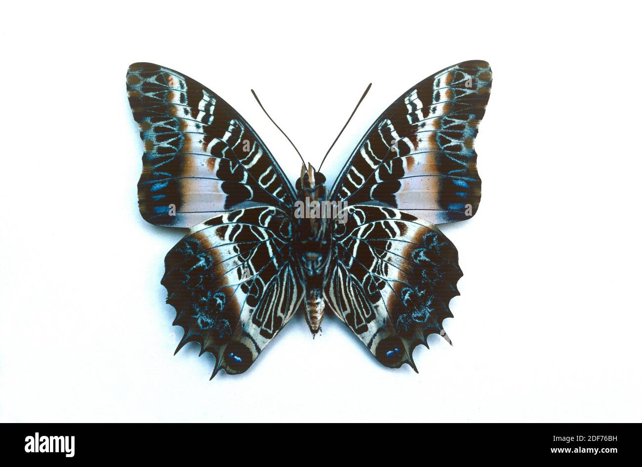 charaxes (Charaxes pollux) es una mariposa nativa de África. Macho, superficie ventral. Foto de stock