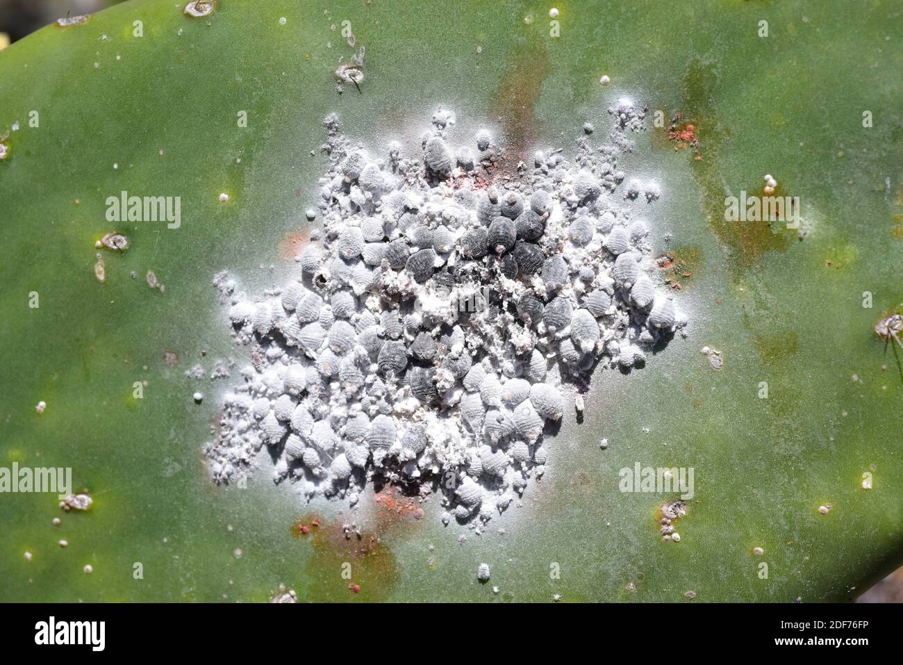 La cochinilla (Dactylopius coccus) es un insecto hemiptera que se extrae con colorante carmina. Esta foto fue tomada en Guatiza, Isla de Lanzarote, Canarias Foto de stock
