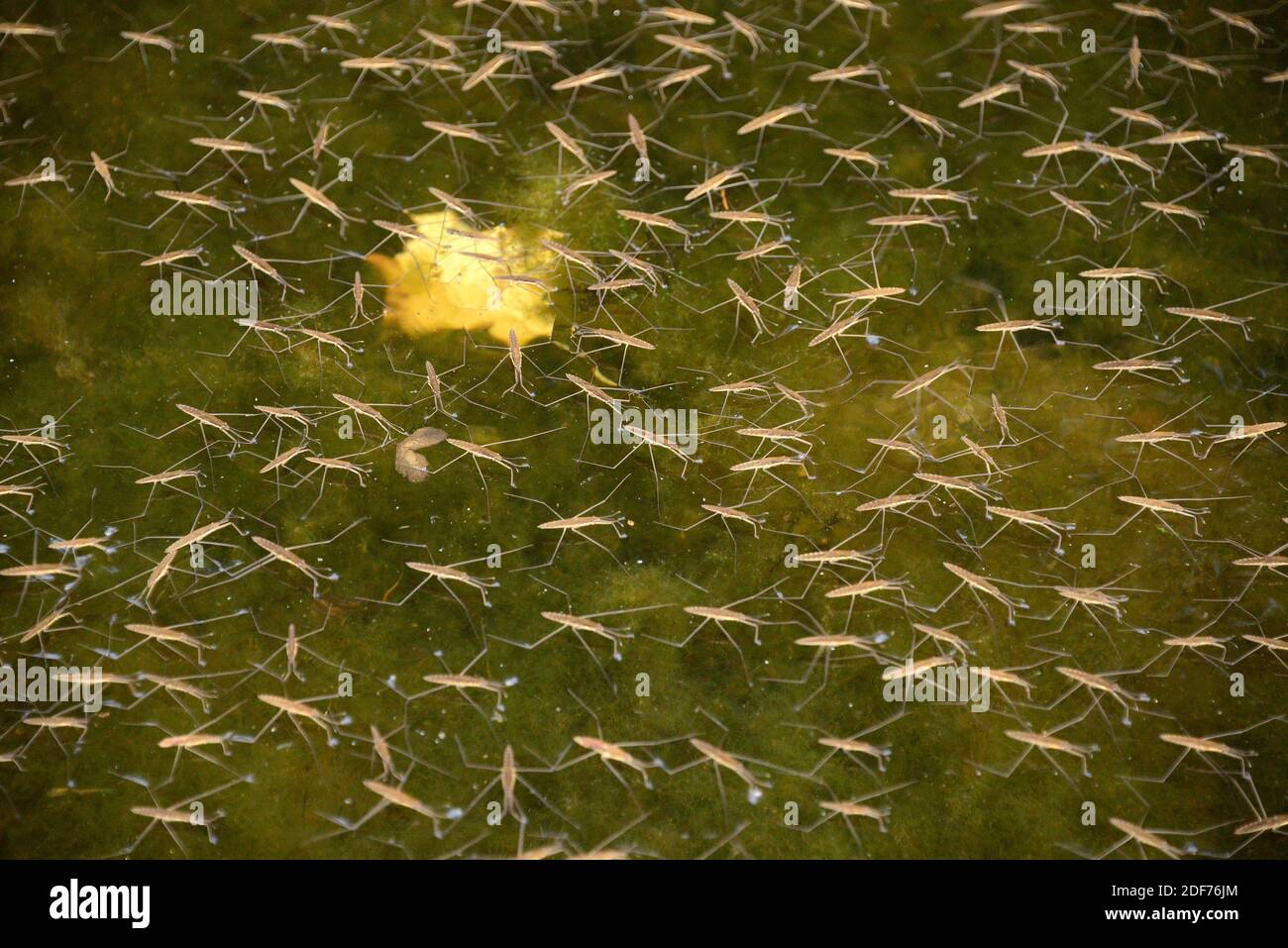 El patinador común del estanque o el strider común del agua (Gerris lacustris) es un insecto acuático nativo a Europa. Esta foto fue tomada en el Río Orlina, Girona Foto de stock