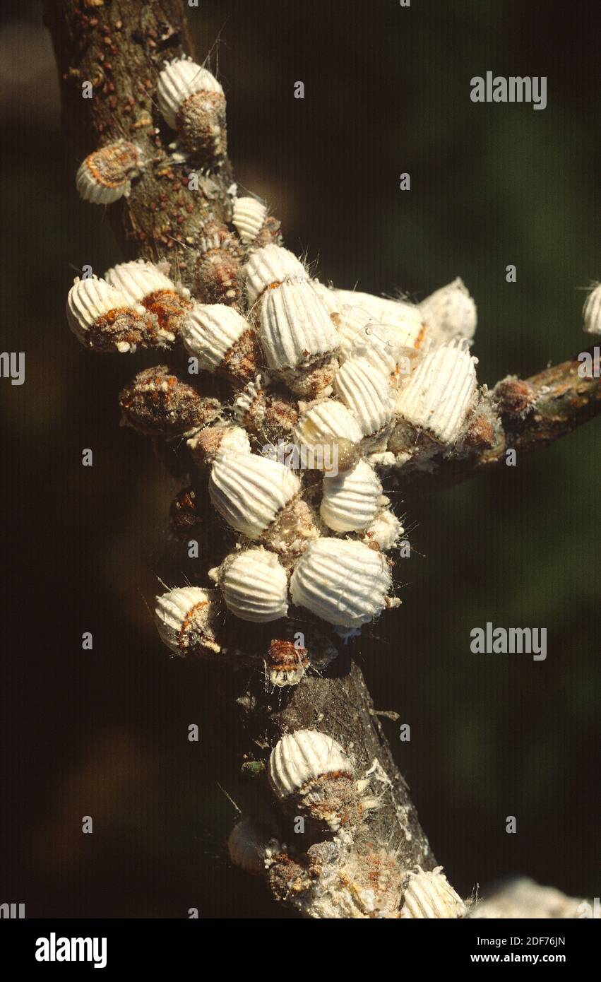La escala de cojín de algodón (Icerya purcasi) es un insecto parásito nativo de Australia y se extiende por todo el mundo. Foto de stock