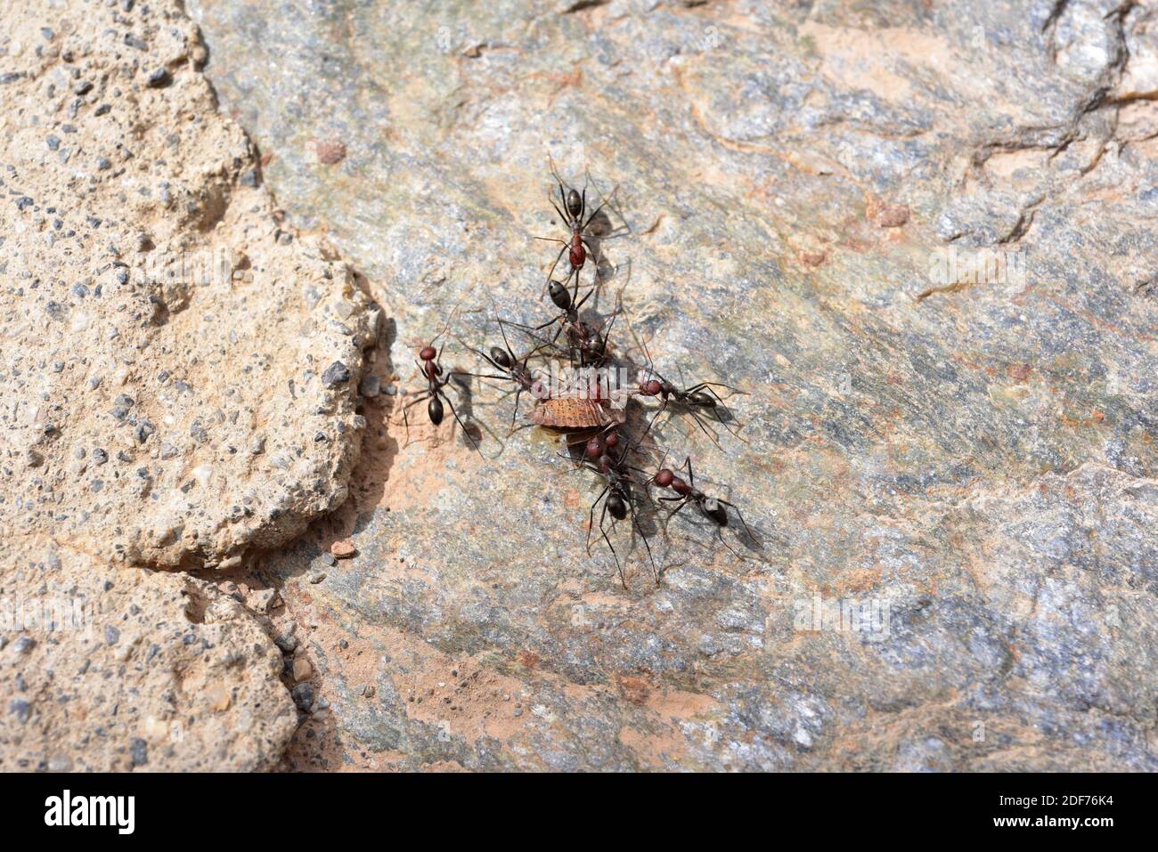 Hormigas cazando una presa (insecto escudo). Esta foto fue tomada en el Parque Nacional Sierra Nevada, provincia de Granada, Andalucía, España. Foto de stock